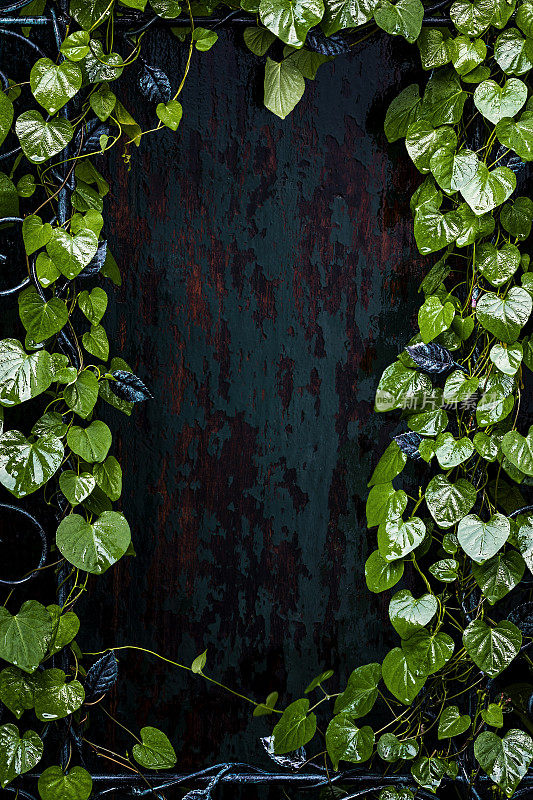 许多长着心形叶子的攀缘植物，爬上了一个铁制的装饰性花卉图案的花园格栅，前面是一幅老旧的风化木墙背景，雨后不久。园林概念，框架与良好的复制空间在中心。