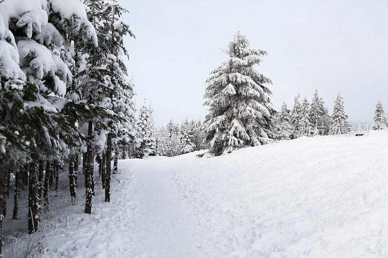 德国温特堡附近的雪树