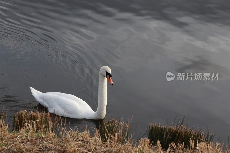 孤独的天鹅在湖上游泳