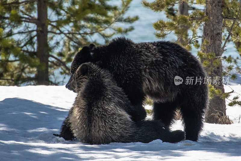 灰熊在雪地里玩耍、打架、摔跤
