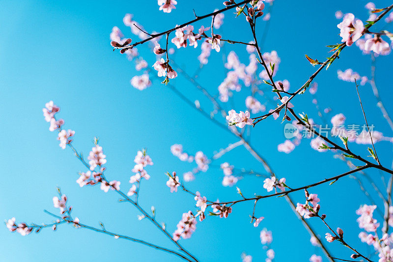 春天的景色-粉红色的樱花在蓝色的天空背景。滋润柔和的颜色。