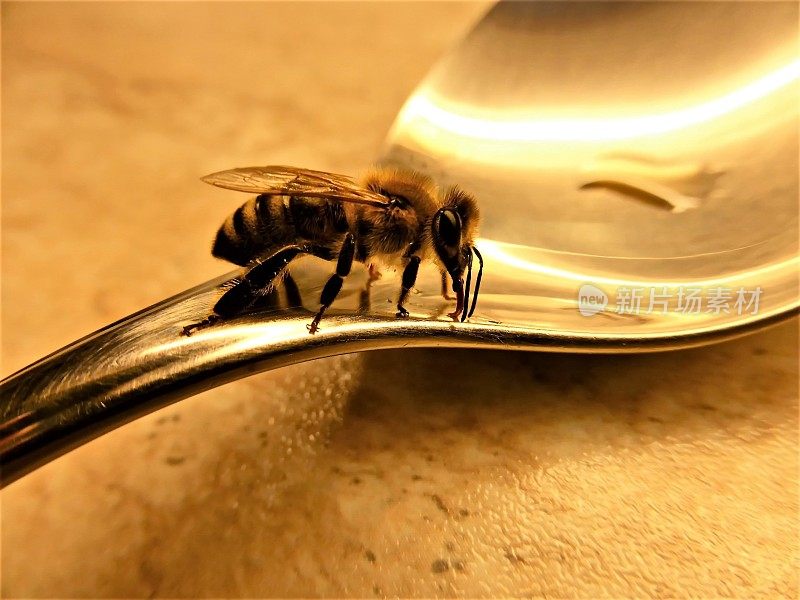一只采蜜的蜜蜂的特写。慕尼黑,德国巴伐利亚。