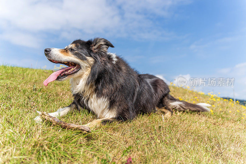 边境牧羊犬拿着棍子躺在草地上