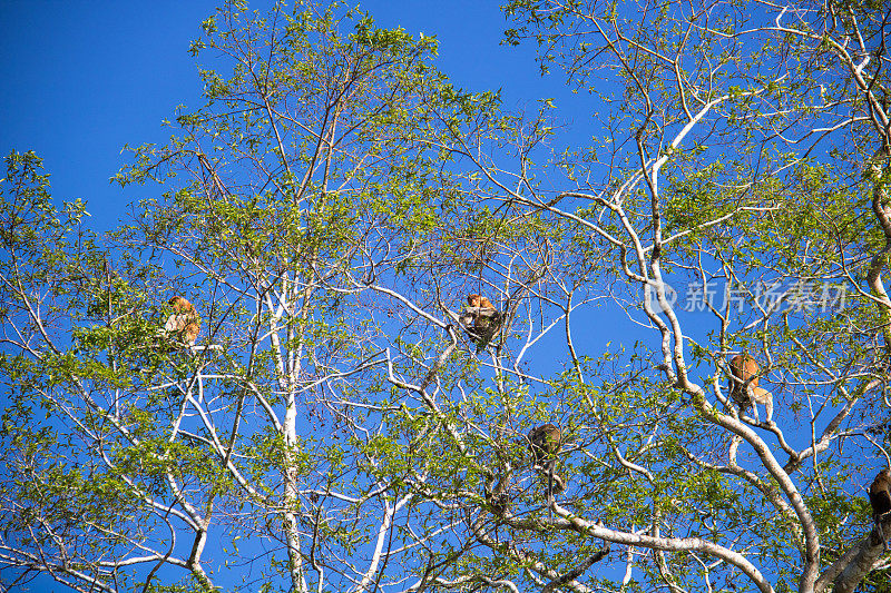 马来西亚:基纳巴丹干的长鼻猴