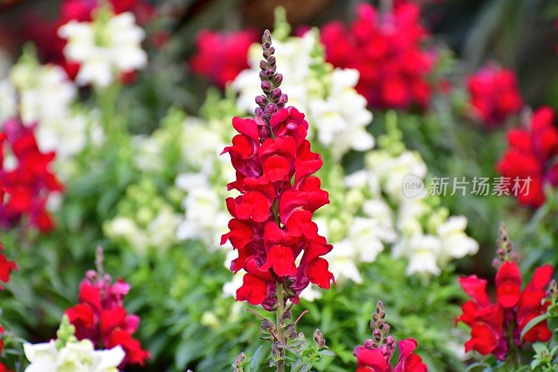 Snapdragon小老头