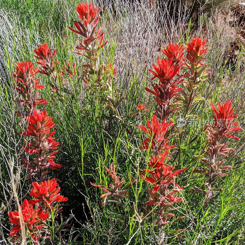 美国犹他州锡安国家公园的印第安画笔野花