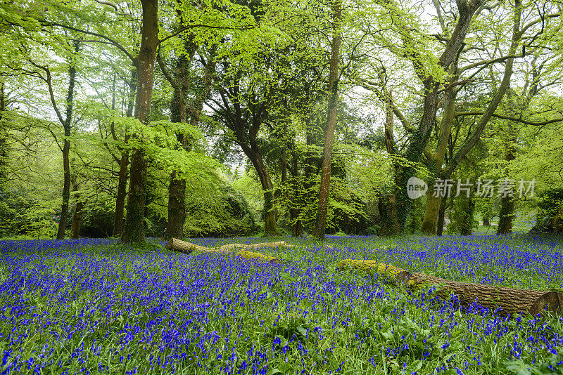 树林里的蓝铃草，春天在英国康沃尔