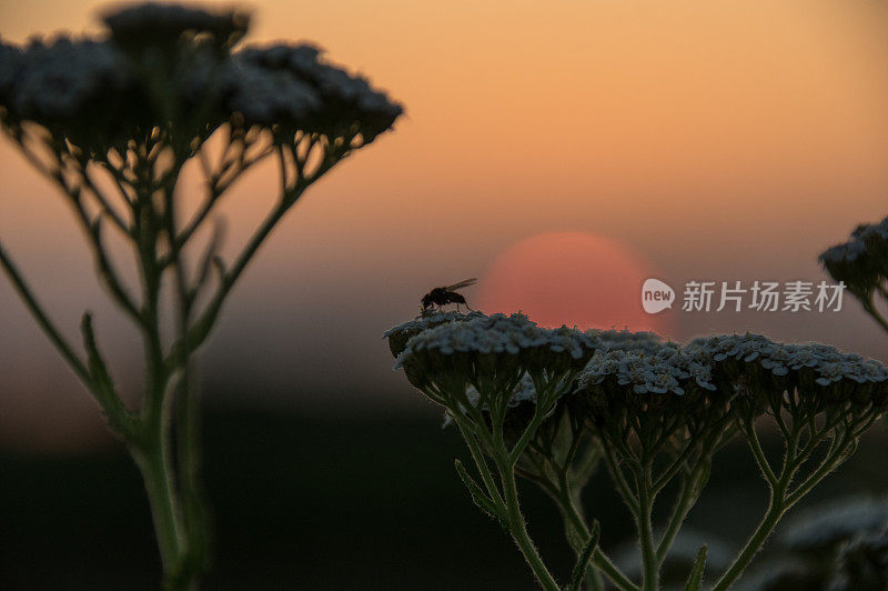 缬草草药