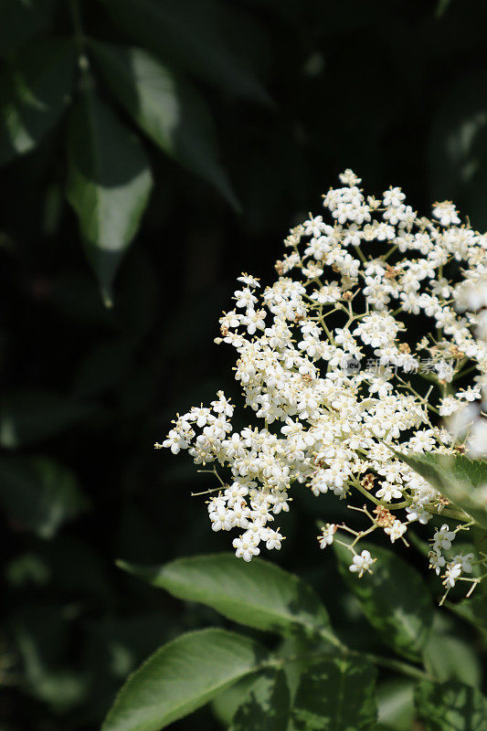 老布什花