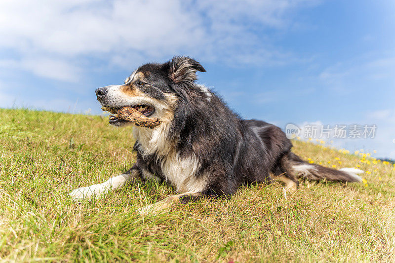 边境牧羊犬躺在草地上，嘴里叼着木棍