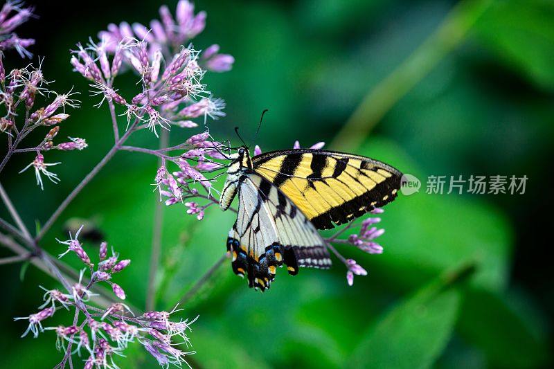 蝴蝶采集野花花粉(东虎燕尾蝶)