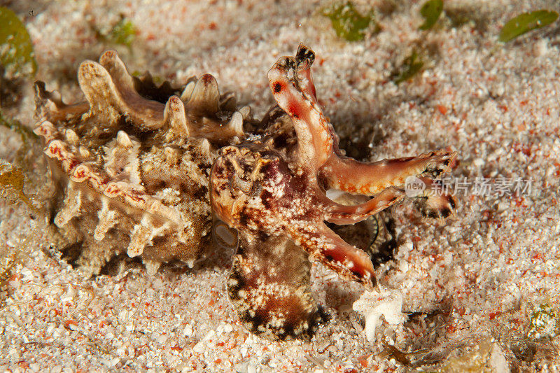 海洋生物。彩色的海蛞蝓水下生物裸鳃