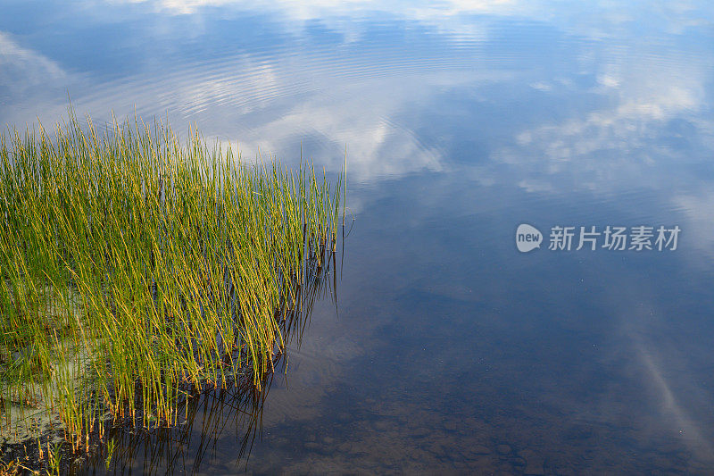 芦苇在水中生长在卡茨基尔山湖在纽约州北部