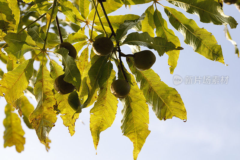 俄亥俄七叶树秋天的叶子和果实