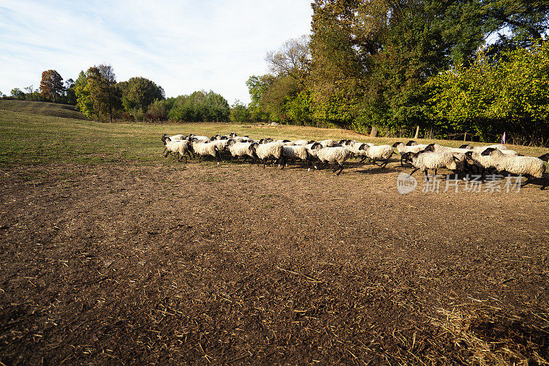 绵羊农场