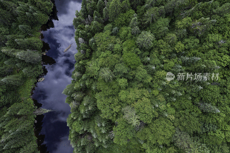 夏季北方自然森林和河流鸟瞰图