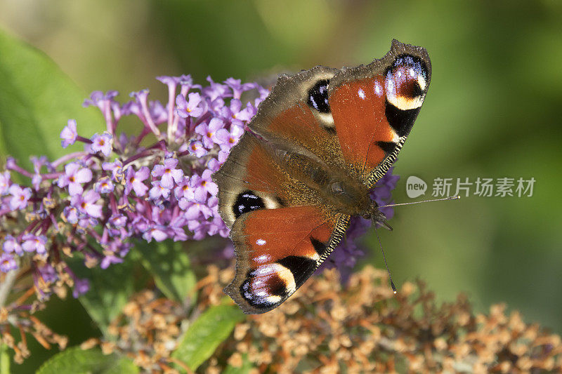 美丽的欧洲孔雀蝶享受花蜜罗斯伯里苏格兰