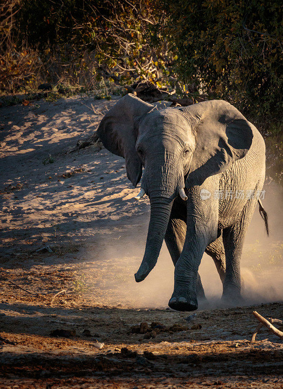 大象。丘比河，博茨瓦纳，非洲