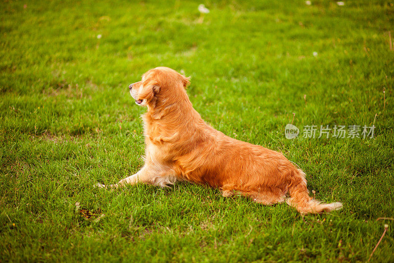 美丽的金毛猎犬坐在田野里