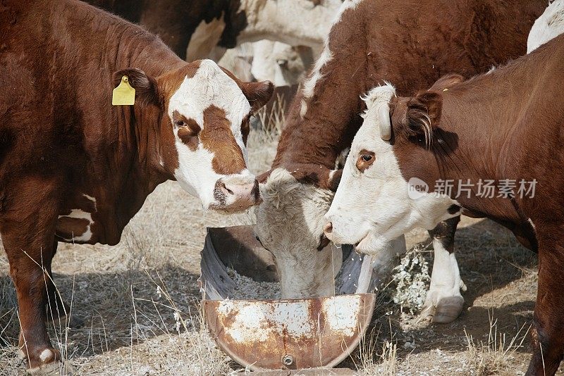牧草喂养的肉牛，赫里福德小母牛，在干旱期间从槽喂养