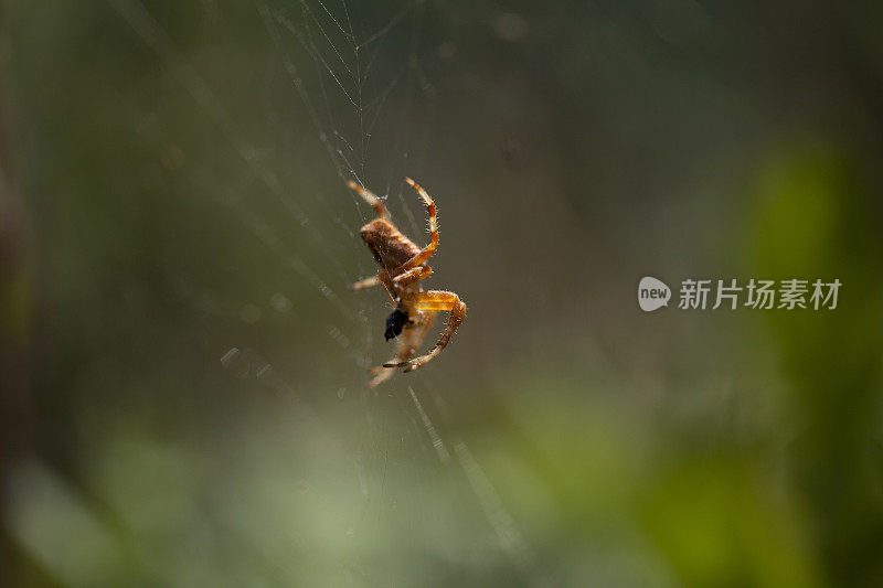 蜘蛛在阳光下织网