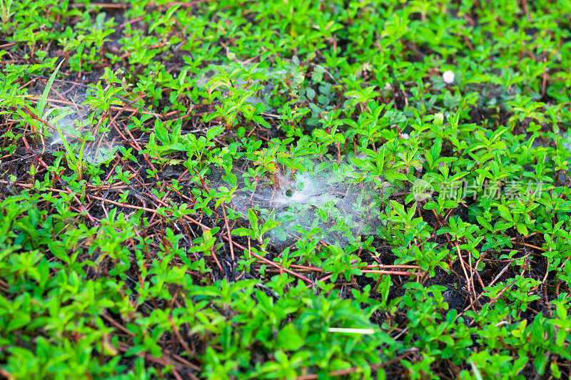 泰国爬行植物上的蜘蛛网