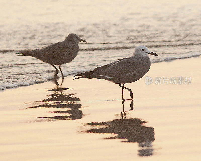 两只灰海鸥在沙滩上湿沙上散步