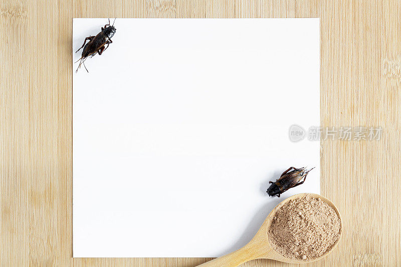 蟋蟀粉昆虫的食物在木勺与模型的白纸在木材背景，它是很好的蛋白质来源，可用于未来的食物。昆虫学的知识概念。前视图。