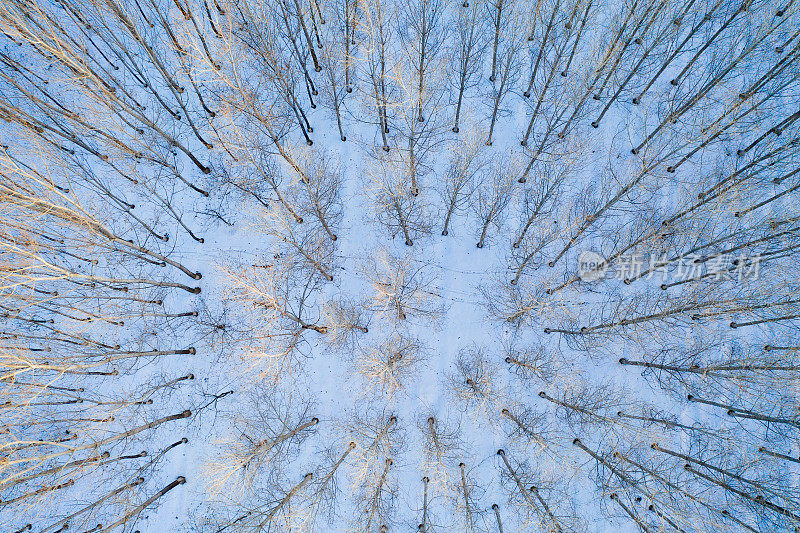 白雪覆盖的森林的顶部鸟瞰图，