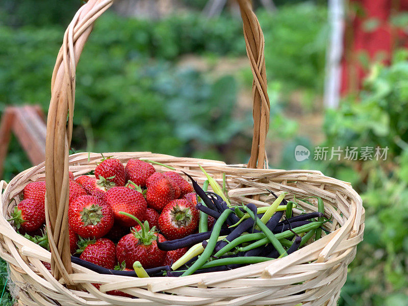 一篮新鲜收获的豆和草莓从有机乡村花园。