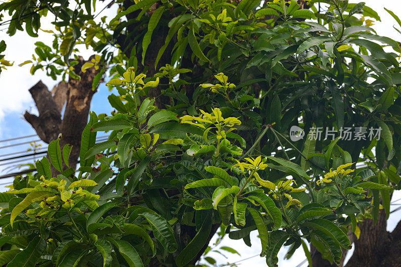 在曼谷砍伐和再生的热带树木