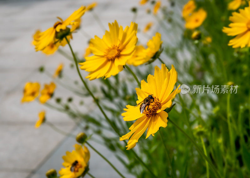 金凤花，蜜蜂在吮吸香甜的蜂蜜