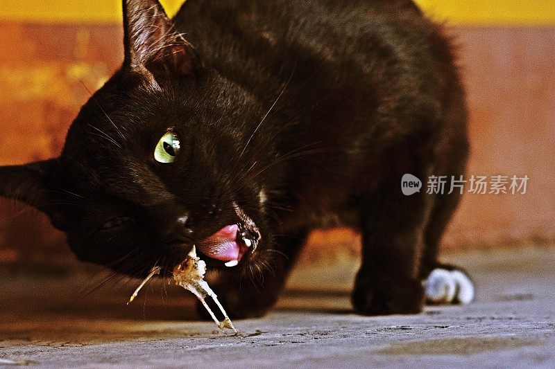 流浪猫吃鱼骨。