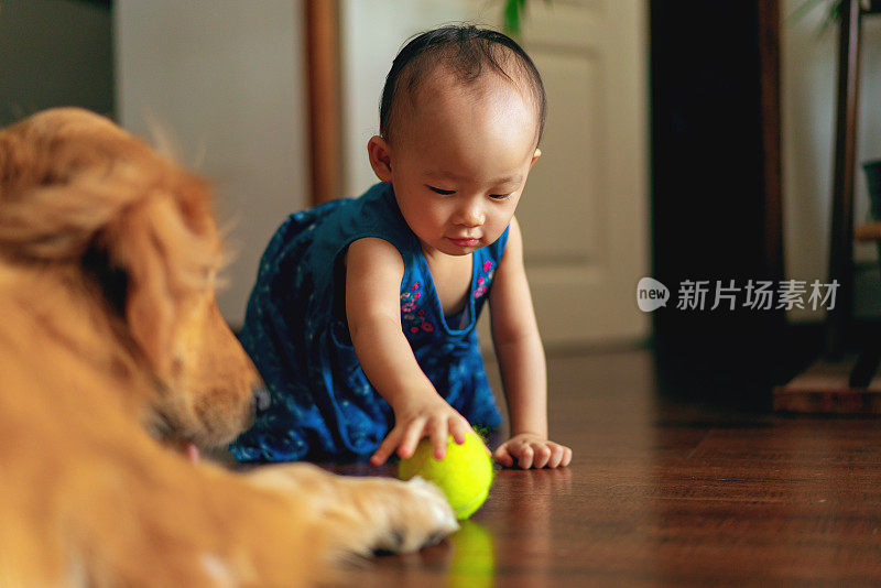 亚洲幼童与狗的关系
