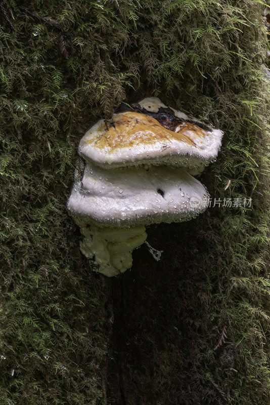 俄勒冈灵芝是灵芝科的一种多孔真菌，称为漆皮真菌，架子蘑菇或支架真菌。杰迪戴亚史密斯红杉州立公园;Agaricomycetes;Polyporales;