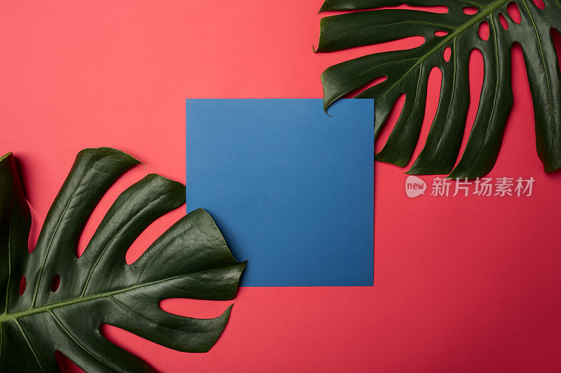 热带树叶与空白纸卡框架上的彩色背景复制空间或文字创意广告库存照片