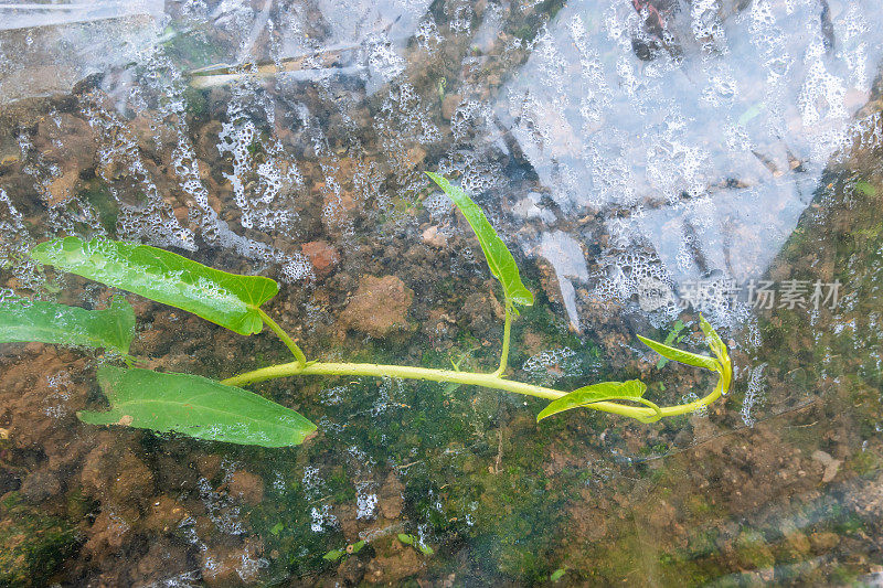 春季在温室里浇菠菜田树苗