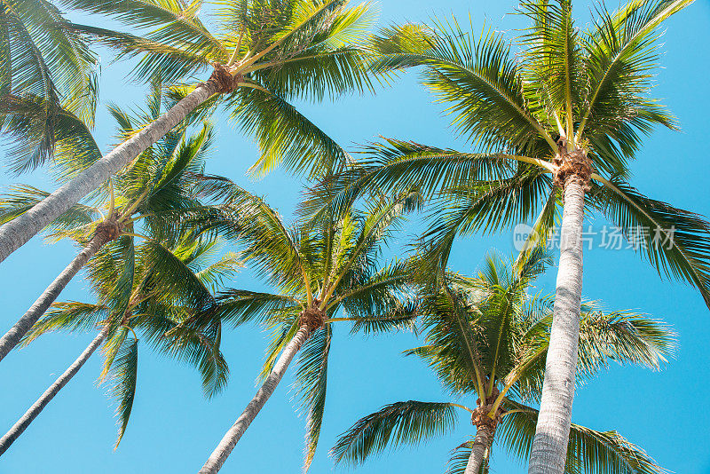 美国佛罗里达州迈阿密的南海滩上有阳光的高大棕榈树