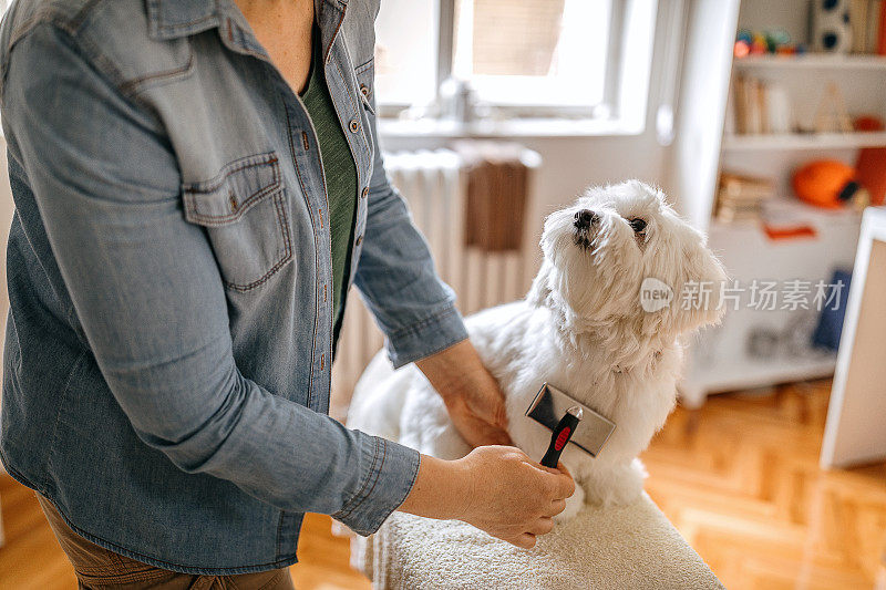 女人在家里梳理宠物狗