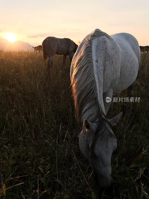 日落时分，阿尔伯塔省南部农村的马在吃草，背景是沃特顿公园
