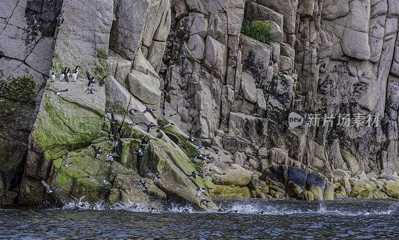 海雀或海鸠是一种大型海雀。俄罗斯楚科奇自治州阿奇钦角的悬崖上筑巢。白令海;