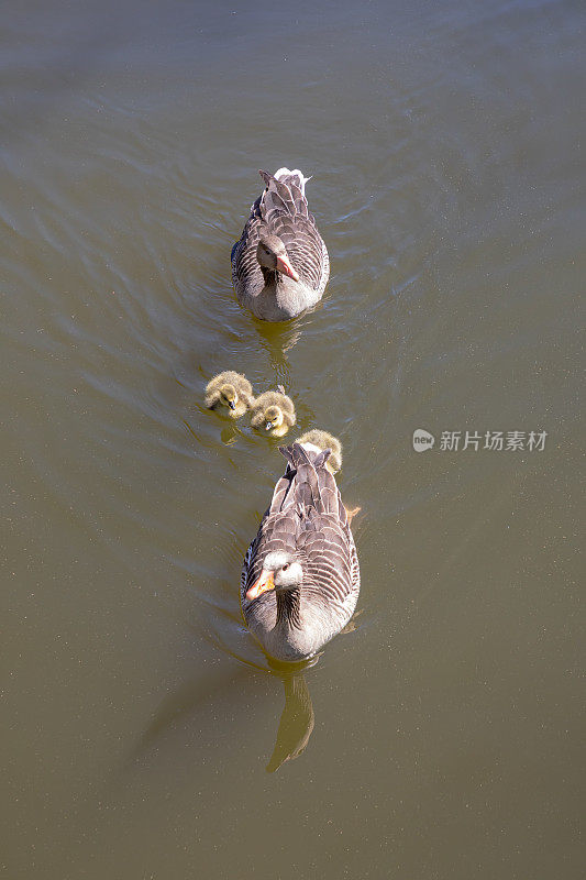 小鹅科