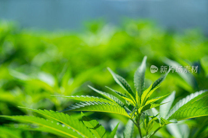 加拿大安大略省尼亚加拉瀑布地区大麻植物的叶子