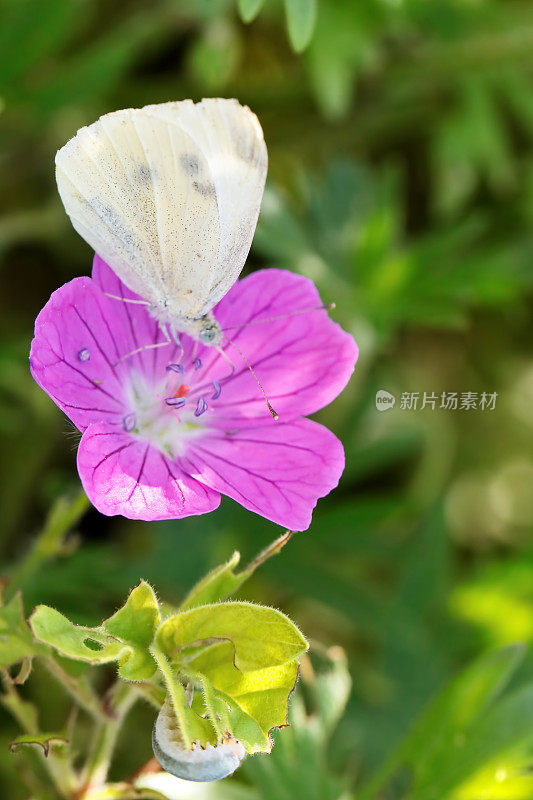 白菜花蝴蝶和一朵花上的毛毛虫