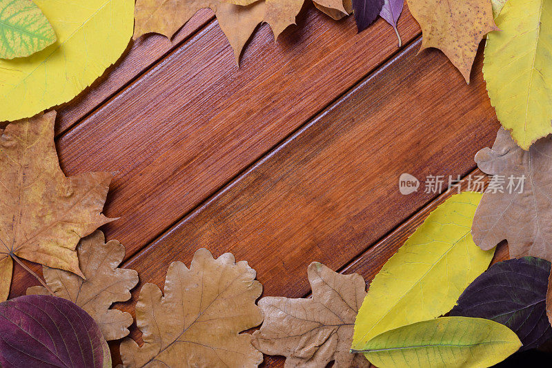 秋叶在褐色的木制背景上围成一个圈。在中间有一个用于文本的空白区域