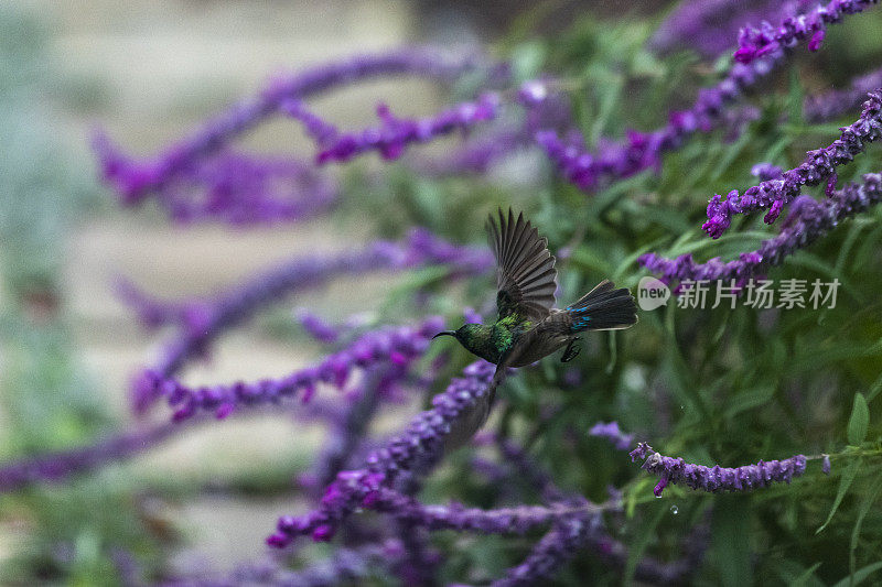 花园中飞翔的雄性太阳鸟