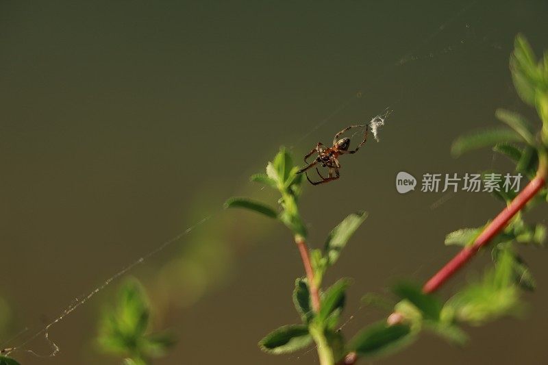 小河边的野花为背景