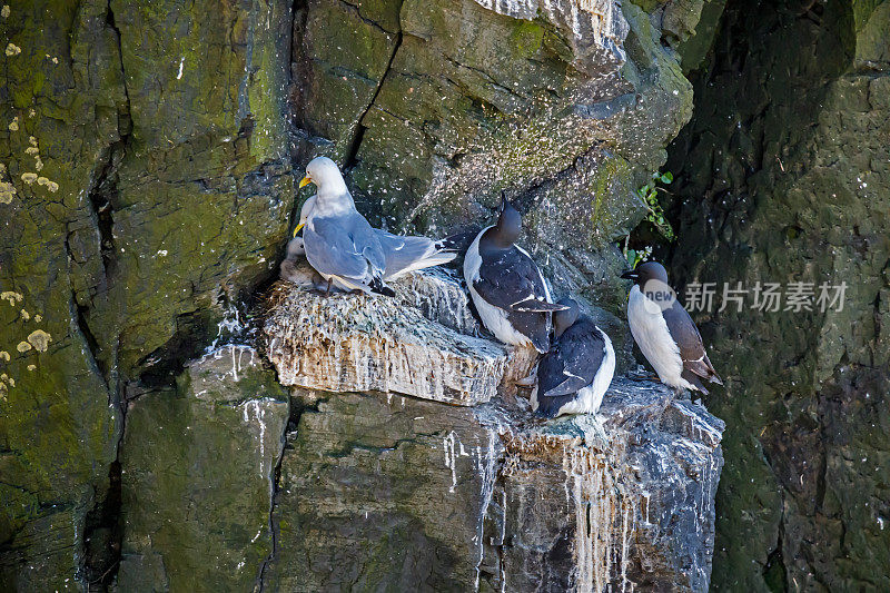 海鸥在鸟崖上筑巢