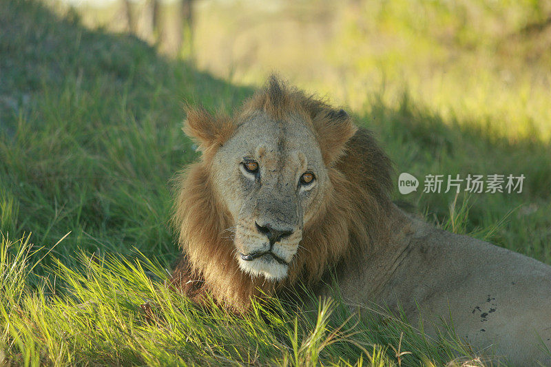 这是一只野生雄狮的特写照片。那只野狮子正躺在非洲大草原的树荫下。