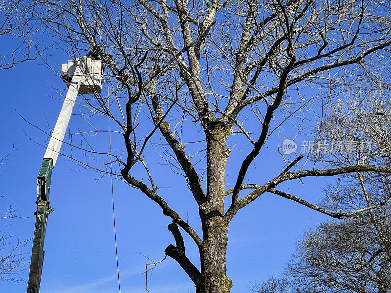 在斗式卡车上修剪树木的树木学家